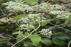 Mikania micrantha